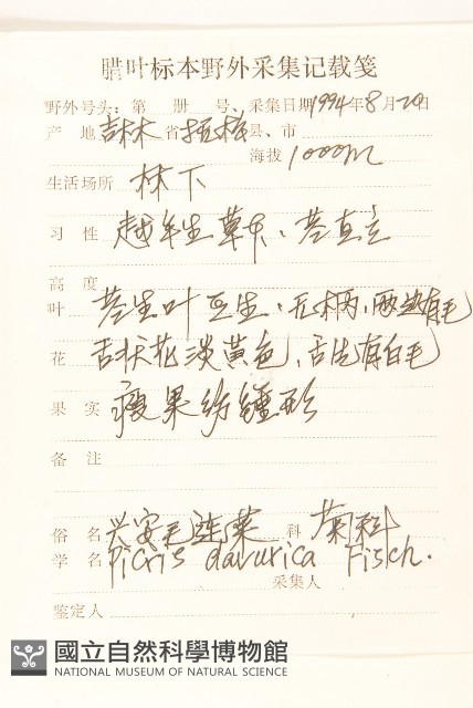 興安毛蓮菜藏品圖，第2張