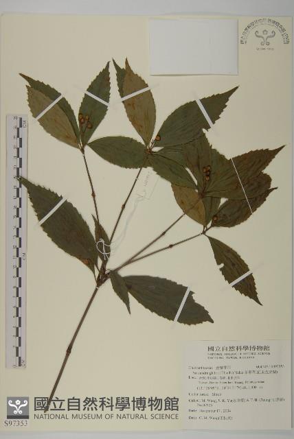 草珊瑚、紅果金粟蘭藏品圖，第1張