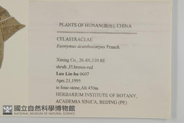 刺果衛矛藏品圖，第2張