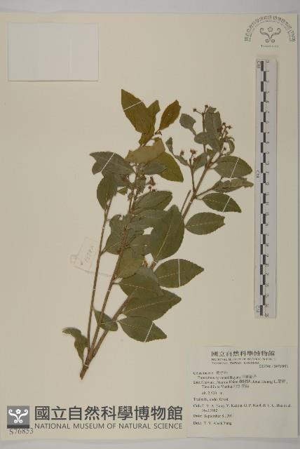 刺果衛矛藏品圖，第1張