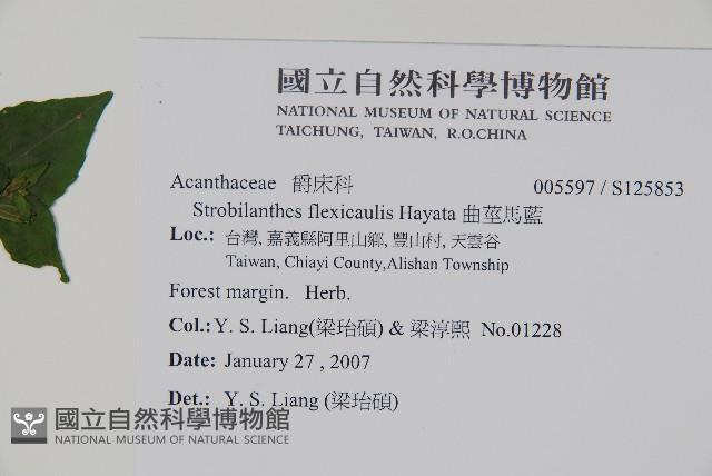 曲莖馬藍藏品圖，第2張