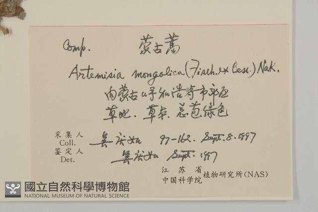 蒙古蒿藏品圖，第2張