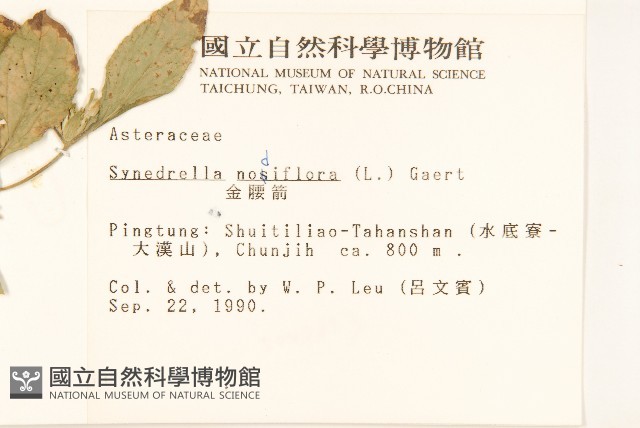 金腰箭藏品圖，第2張