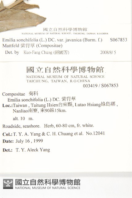 紫背草藏品圖，第2張