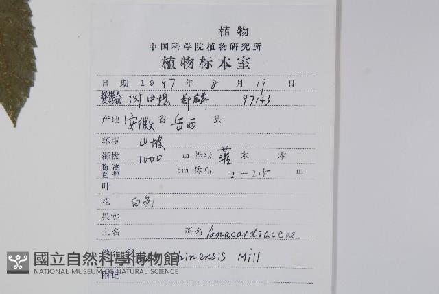 鹽膚木藏品圖，第2張