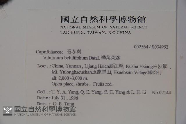 樺葉莢迷、玉山莢迷藏品圖，第2張