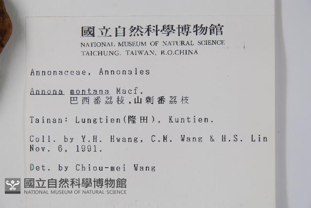 巴西番荔枝藏品圖，第2張