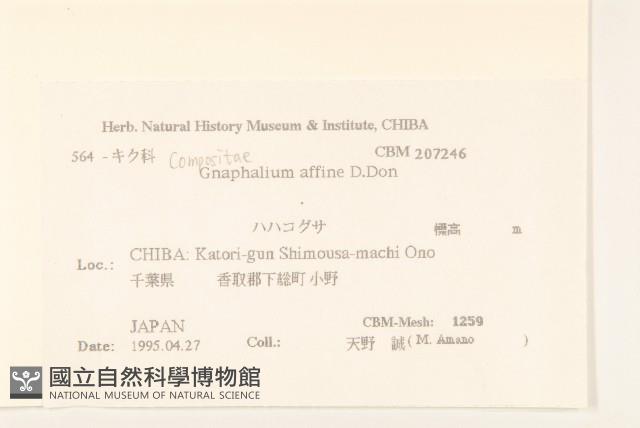 鼠麴草藏品圖，第2張