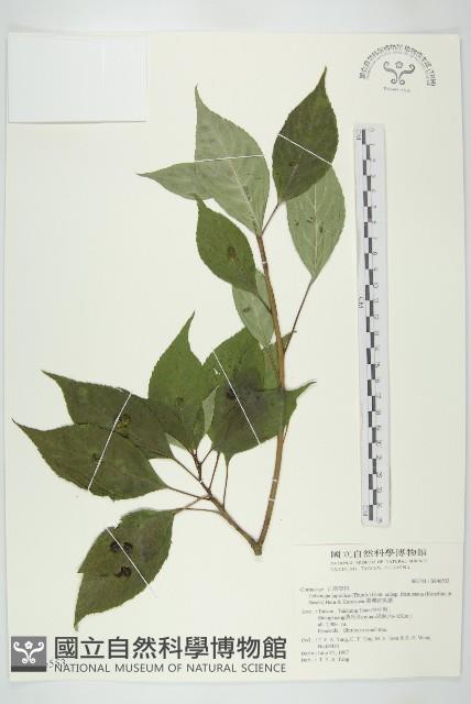 臺灣青莢葉藏品圖，第1張