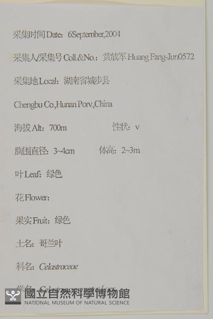 哥蘭葉藏品圖，第2張