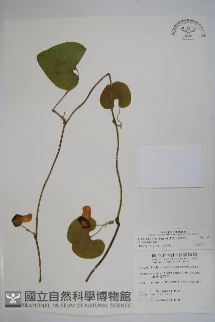 大葉馬兜鈴藏品圖，第1張