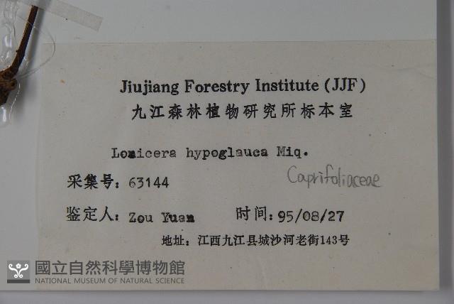 裡白忍冬、紅腺忍冬藏品圖，第2張