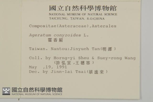 霍香薊藏品圖，第2張