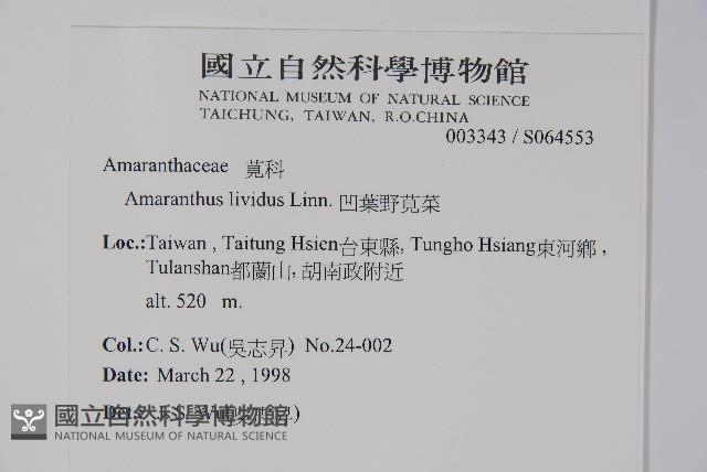 凹葉野莧菜藏品圖，第2張