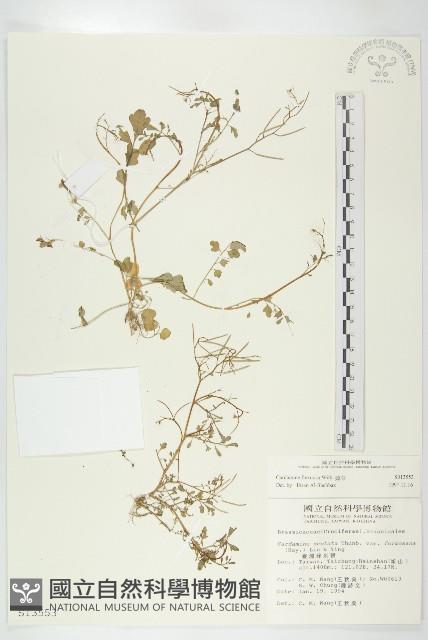 焊菜藏品圖，第1張