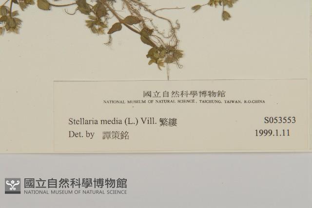 繁縷藏品圖，第2張