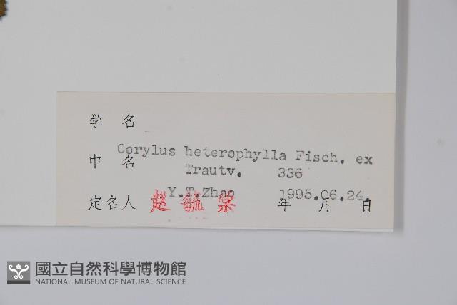 榛樹藏品圖，第2張