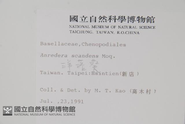 洋落葵藏品圖，第2張