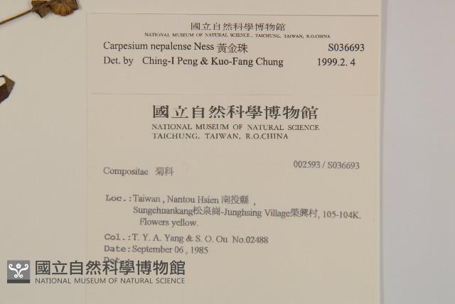 黃金珠藏品圖，第2張