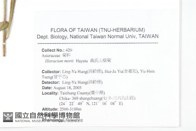 森氏山柳菊藏品圖，第2張