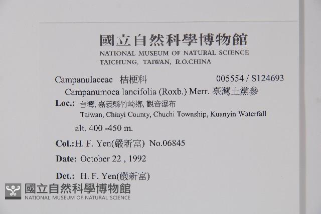 臺灣土黨參藏品圖，第2張