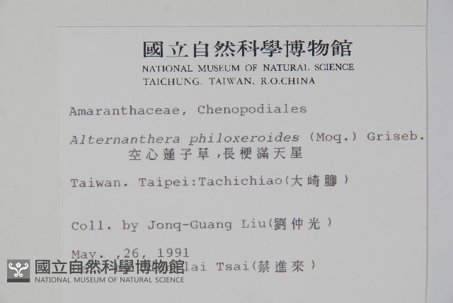 空心蓮子草藏品圖，第2張