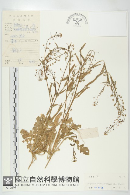 薺藏品圖，第1張