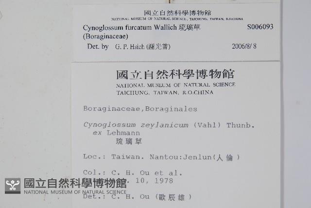 琉璃草藏品圖，第2張