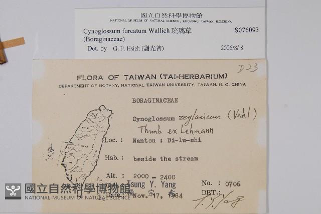 琉璃草藏品圖，第2張