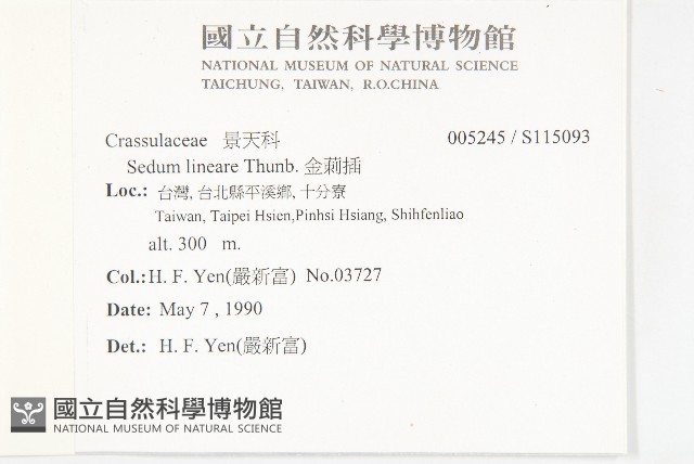 佛甲草、金莿插藏品圖，第2張