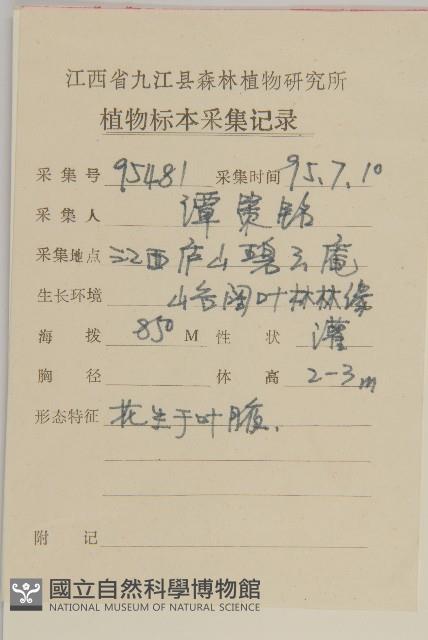 厚葉衛矛, 源一木藏品圖，第2張