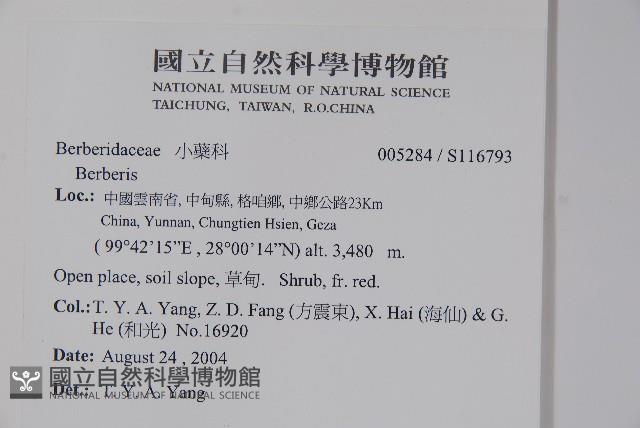 小花小檗藏品圖，第2張