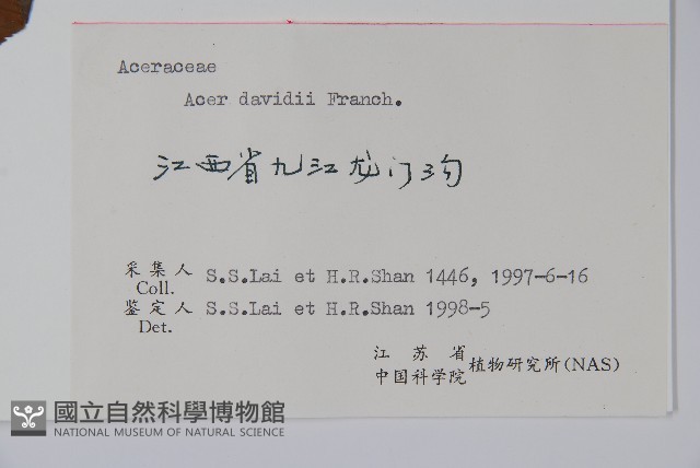 青榨槭藏品圖，第2張