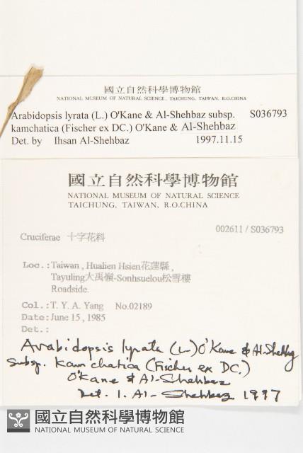 玉山筷子芥藏品圖，第2張