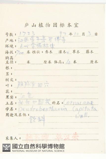 頭狀四照花藏品圖，第2張