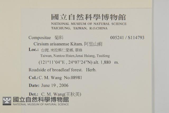 阿里山薊藏品圖，第2張