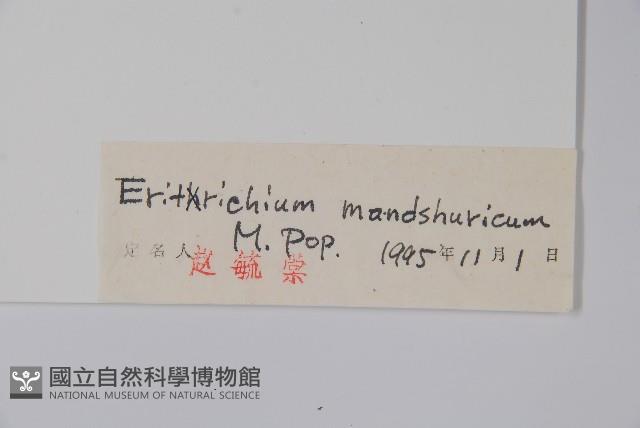 東北齒緣草藏品圖，第2張