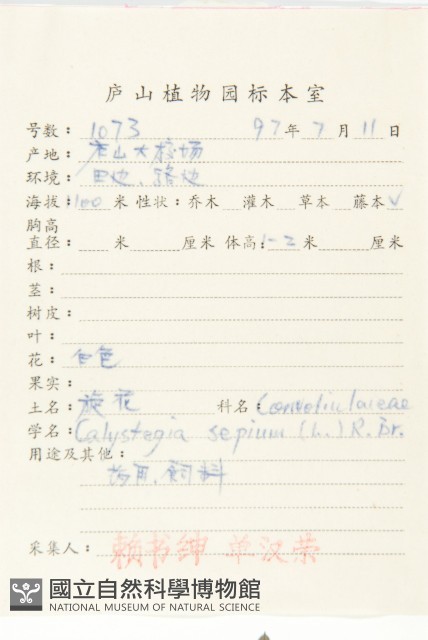 篱打碗花藏品圖，第2張