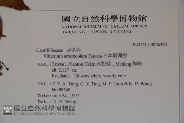 著生珊瑚樹藏品圖，第2張