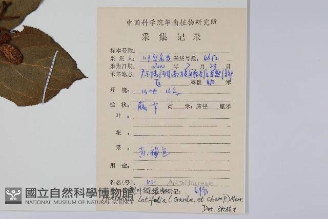 闊葉獼猴桃藏品圖，第2張