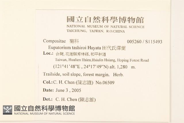 田代氏澤蘭藏品圖，第2張