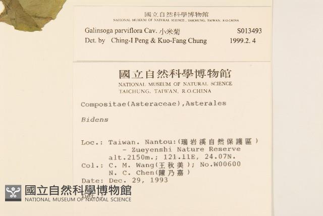 小米菊藏品圖，第2張