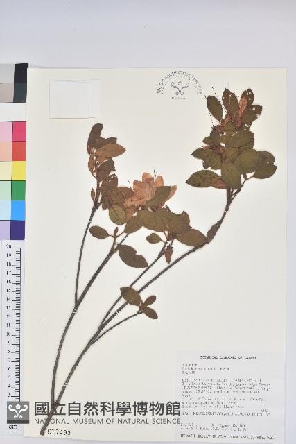 金毛杜鵑藏品圖，第1張