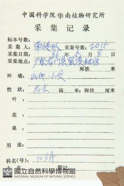 禿瓣杜英藏品圖，第2張