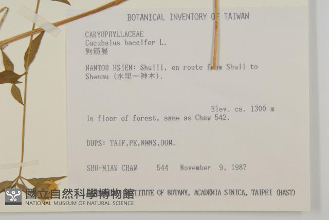 狗筋蔓藏品圖，第2張