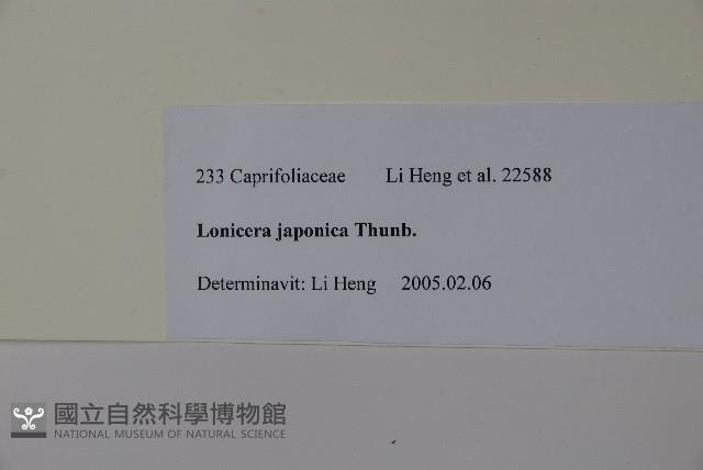 忍冬、金銀花藏品圖，第2張