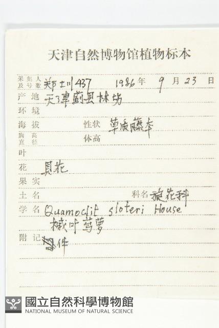 槭葉蔦蘿藏品圖，第2張