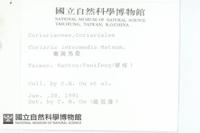 臺灣馬桑藏品圖，第2張