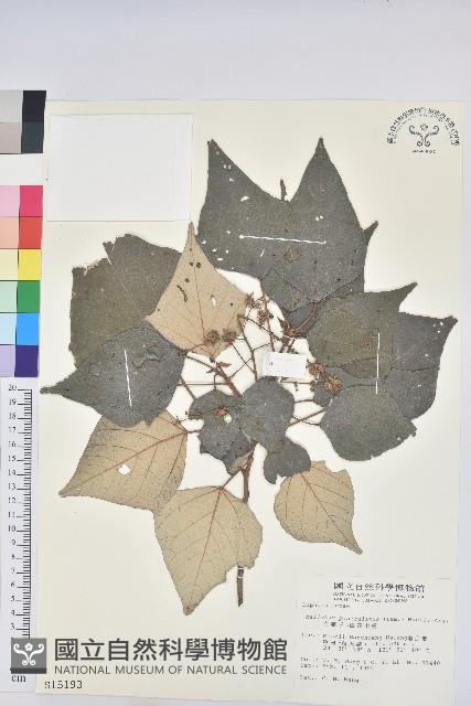 白匏子藏品圖，第1張