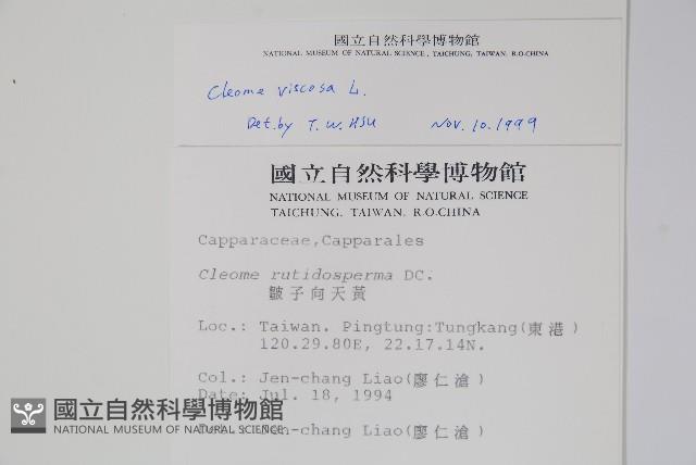 向天黃藏品圖，第2張